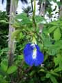 Clitoria ternatea