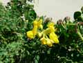 Coronilla valentina ssp. Glauca