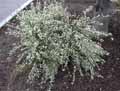 Cytisus praecox Moonlight