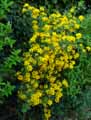 Cytisus x Racemosus