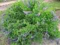 Dalea leporina, Dalea alopecuroides