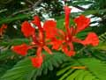 Delonix regia