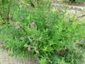 Desmodium canadense