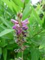 Desmodium canadense