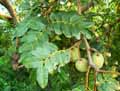 Detarium senegalense
