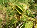 Dialium guinense