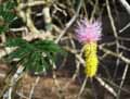 Dichrostachys cinera