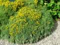 Echinospartum horridum