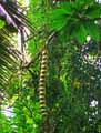 Entada rheedii
