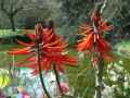 Erythrine speciosa