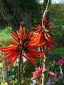 Erythrine speciosa