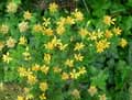 Genista hispanica
