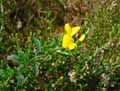 Genista pilosa