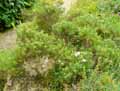 Genista pulchella