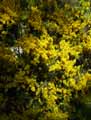 Genista scorpius