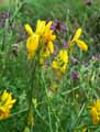 Genista tinctoria