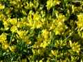 Genista tinctoria