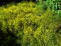 Genista tinctoria