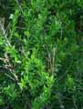 Genista tinctoria