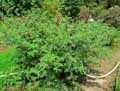 Glycyrrhiza echinata, Glycyrrhiza muricata