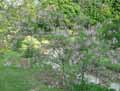 Indigofera tinctoria