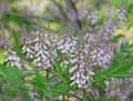 Indigofera tinctoria