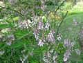Indigofera tinctoria