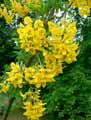 Laburnum anagyroides