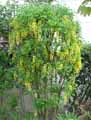 Laburnum anagyroides