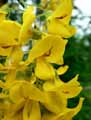 Laburnum anagyroides