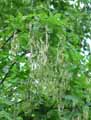 Laburnum x watereri