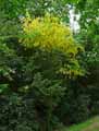 Laburnum x watereri