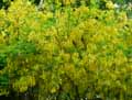 Laburnum x watereri
