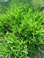 Lathyrus latifolius