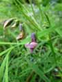 Lathyrus linifolius