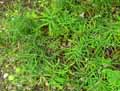 Lathyrus linifolius