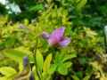 Lathyrus linifolius ssp montanus