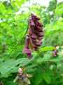 Lathyrus niger