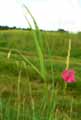 Lathyrus nissolia