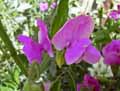Lathyrus odoratus