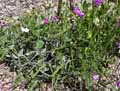 Lathyrus odoratus