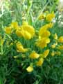 Lathyrus pratensis