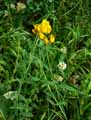 Lathyrus pratensis