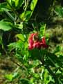 Lathyrus rotundifolius