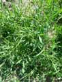 Lathyrus sativus