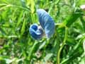 Lathyrus sativus