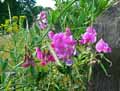 Lathyrus sylvestris