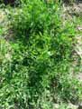 Lathyrus tuberosus