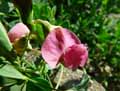 Lathyrus tuberosus