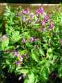 Lathyrus vernus